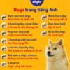 15 Thành Ngữ Tiếng Anh với từ “Dog” Phổ Biến và Thú Vị!