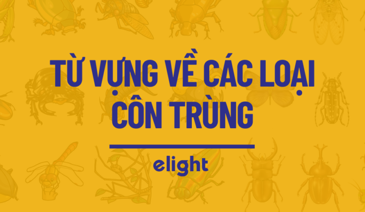 Nắm vững 20 từ vựng về côn trùng trong tiếng Anh