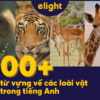 Tổng hợp 100+ từ vựng về các loài vật trong tiếng Anh 