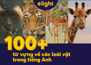 Tổng hợp 100+ từ vựng về các loài vật trong tiếng Anh 