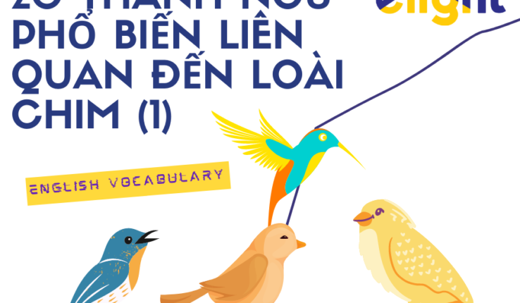 Idioms về loài chim: 20+ thành ngữ phổ biến liên quan đến loài chim (1)