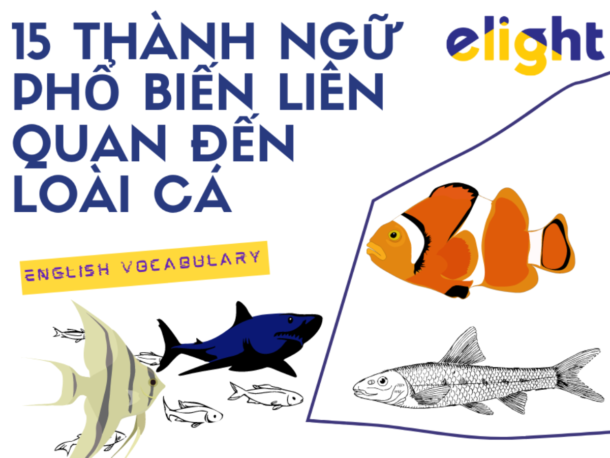 Idioms về loài cá: 15 thành ngữ phổ biến liên quan đến loài cá